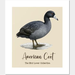 American Coot - The Bird Lover Collection Posters and Art